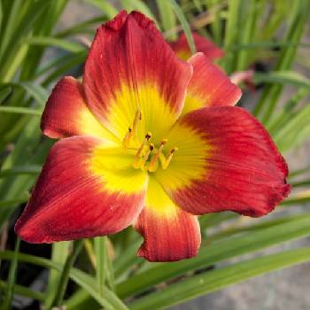 Лилейник Hemerocallis ‘Christmas Is’ 